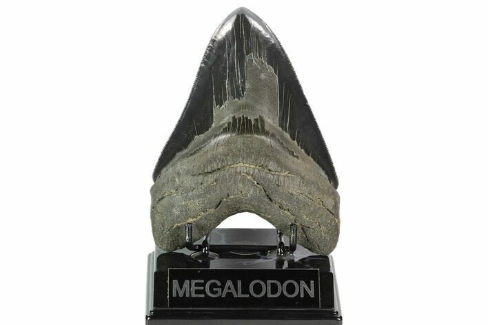 Serrated, Fossil Megalodon Tooth #124204